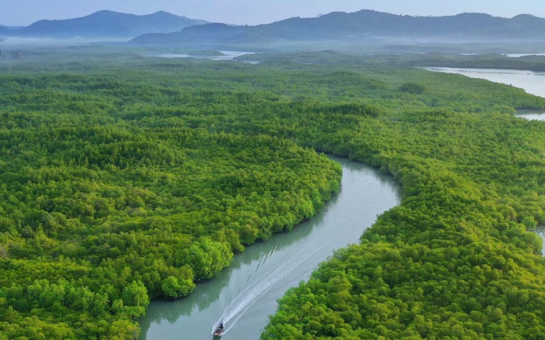 Tropical Paradise Found: Exploring Earth’s Rainforests