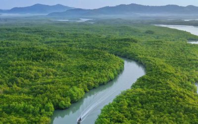 Tropical Paradise Found: Exploring Earth’s Rainforests